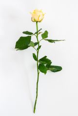 White rose for Remembrance